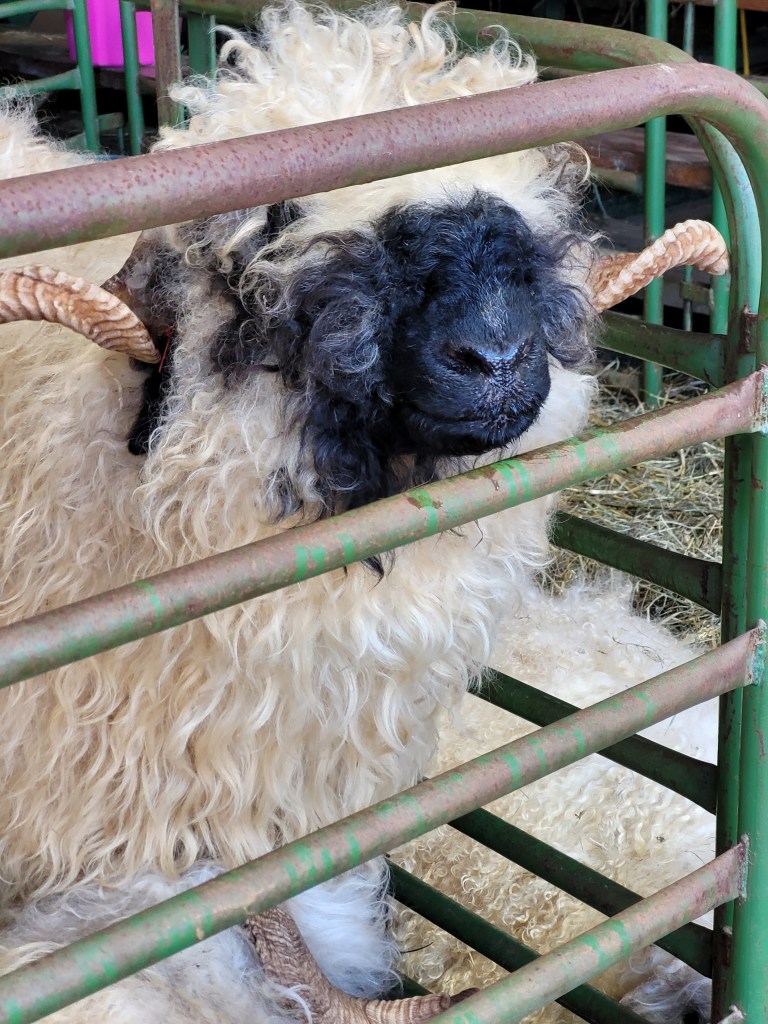 White wooly sheep with horns and a black nose peeking through the bars of a farm enclosure