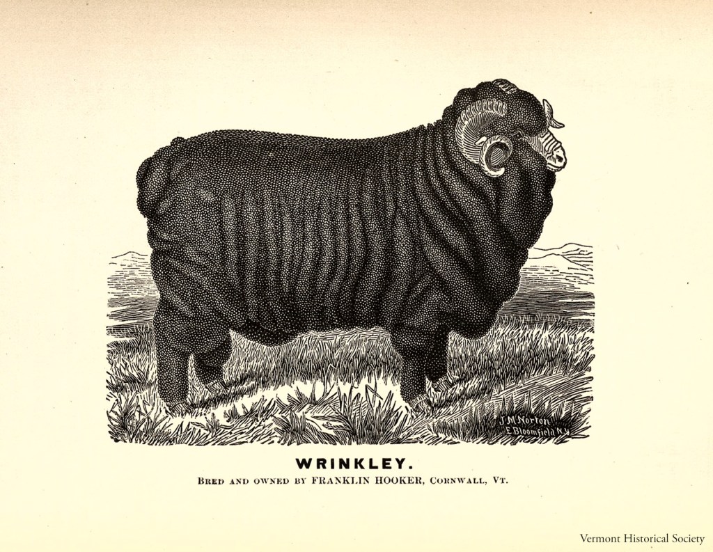 Engraving of a black wrinkled sheep from the early 19th century